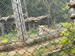 -合肥野生动物园