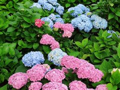 -上海共青森林公园