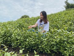 -帐篷客·溪龙茶谷度假酒店