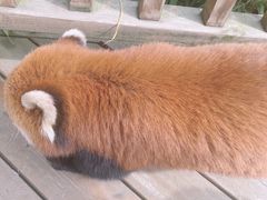 -都江堰中华大熊猫苑