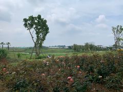 -空港花田景区