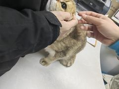 -中农国际动物医院24小时·猫科·骨科·急重症中心