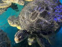 -烟台海昌鲸鲨海洋公园