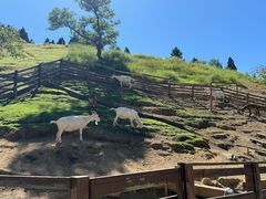 -神户市立六甲山牧场