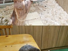 -藦茜花园宠物主题亲子互动体验馆(国顺东路店)