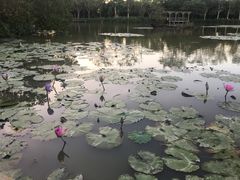 -大湾区中央湿地公园