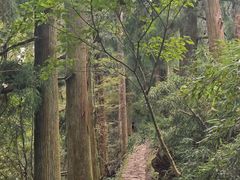 -天目山大树王景区