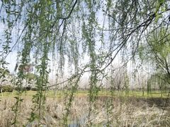 -天王浮山樱花园