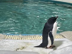 -海合安武汉极地海洋公园