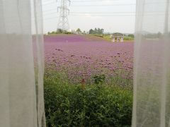 -紫颐香薰山谷景区