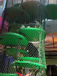 -恐龙探索乐园(磁器口店)