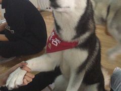 -Husky Go! 哈士奇体验馆·宠物咖啡厅狗咖