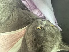 -全心全意连锁动物医院·微创中心·内科急重症·心脏专科(丰管路店)