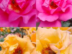 -人民公园(罗湖区)