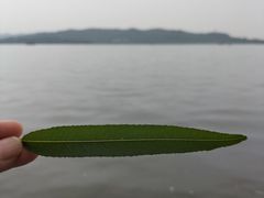 -西湖游船
