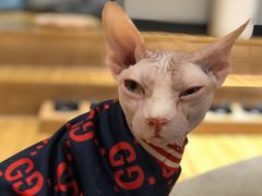 -啵啵喵·猫咖(攀华国际店)