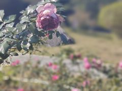 -东莞植物园