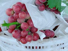 -马陆小张葡萄园农家乐