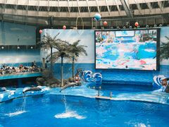 -海合安成都极地海洋公园