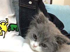 -爱妮康宠物医院·干细胞免疫细胞·肿瘤·心脏(张江店)