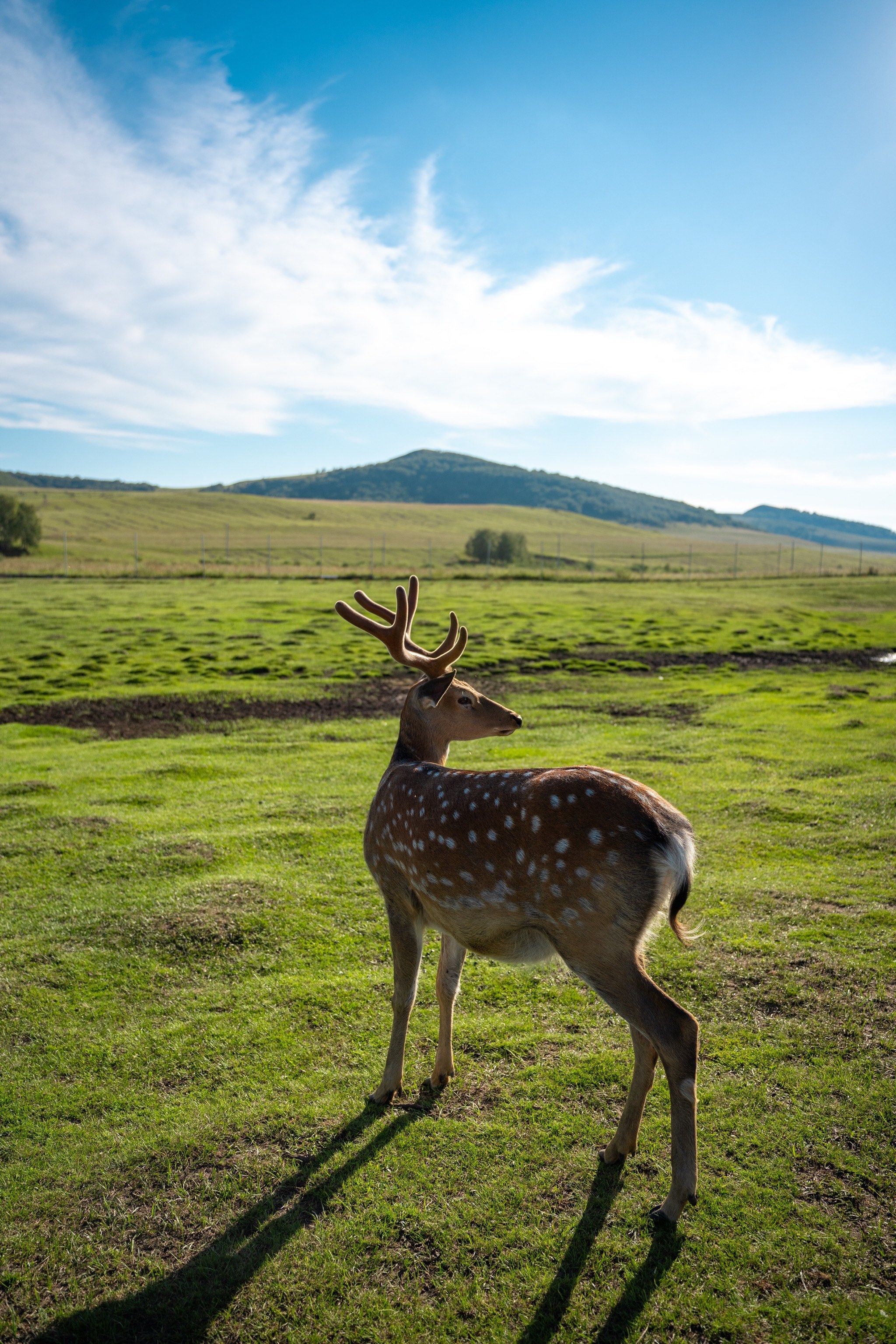 乌兰布统草原的精灵