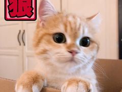 -东方名猫馆·英短金渐层布偶猫舍(环线广场1号楼店)