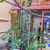 太适🈴️一家被各种当背景照的咖啡店～