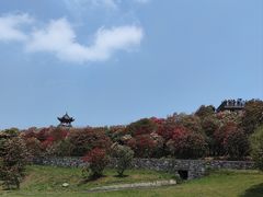 -贵州百里杜鹃风景名胜区