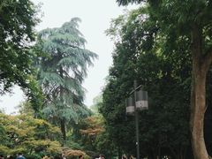 -西湖外事游船(花港观鱼码头)