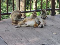 -普洱太阳河森林公园