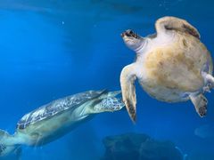 -广东惠东海龟国家级自然保护区