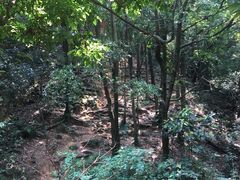 -火炉山森林公园