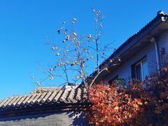 -北京西山国家森林公园