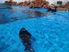 -上海海昌海洋公园