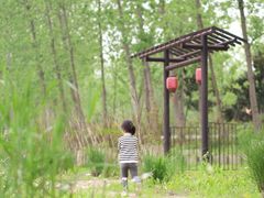 -合肥滨湖国家森林公园