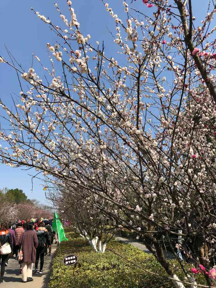 傅家边农业科技园-"赶在梅花季的末尾 一睹傅家边梅海的盛景 .