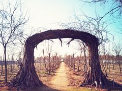 -上海海湾国家森林公园