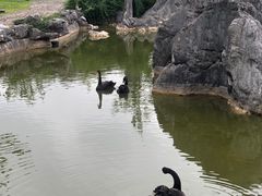 -千岛湖石林