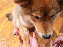 -柴务处·柴犬主题狗咖