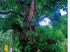 -西双版纳基诺山寨