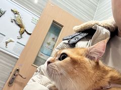 -瑞派名望志远动物医院·猫科·內科·异宠专科(直港大道店)
