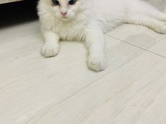 -Bastet sally猫舍购宠(静安店)