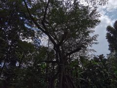 -新加坡植物园