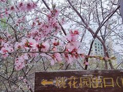 -桃花堤公园