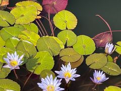 -国家植物园南园