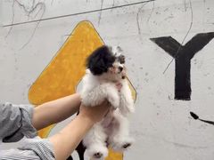 -翊宠yipet猫狗购宠庄园犬舍•猫舍