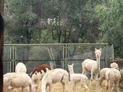-青藏高原野生动物园