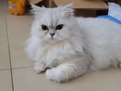 -宠颐生猫科·内科皮肤科(西平世纪城店)