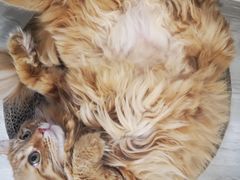 -喜多萌中农锦绣动物医院24H·猫科·牙科MRI·CT