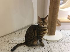 -猫域·湾主题猫咖·宠物吧(南坪城市广场店)